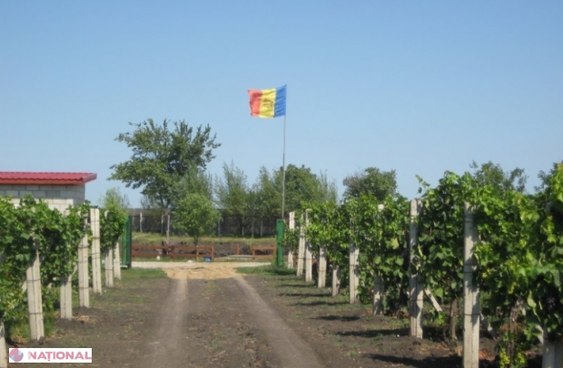 Unde sunt amplasate cele mai multe hectare de viță-de-vie din R. Moldova