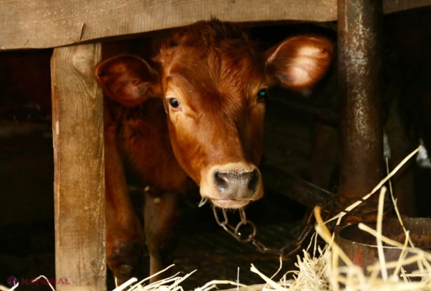 ZOOTEHNIE // Câte vaci mulgătoare au fermele din R. Moldova și cât lapte produc