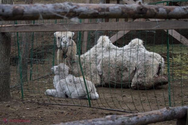 Planuri GRANDIOASE la Grădina Zoologică