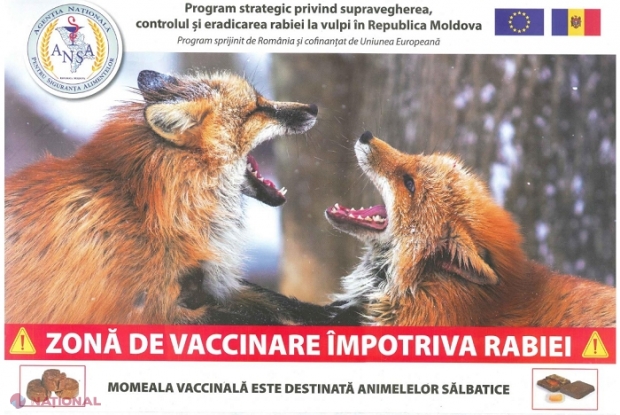 România ajută R. Moldova să-și vaccineze vulpile contra RABIEI: Momeli vaccinale, distribuite cu avionul. ATENȚIONAREA ANSA pentru populație, valabiă pentru următoarele souă săptămâni