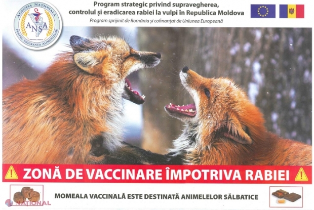 România ajută R. Moldova să-și vaccineze vulpile contra RABIEI: Momeli vaccinale, distribuite cu avionul. ATENȚIONAREA ANSA pentru populație, valabiă pentru următoarele două săptămâni