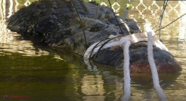 INCREDIBIL // Ce crocodil au CAPTURAT acești oameni!