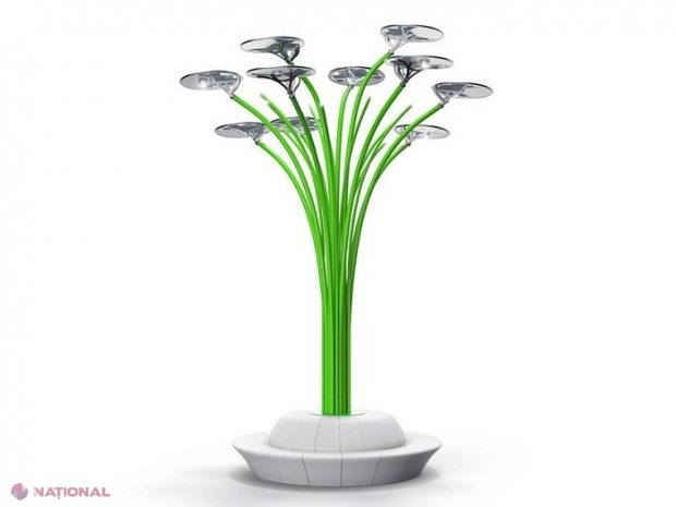 PALMIERI în Chișinău! Codreanu: „Ca să facem din Chișinău nu numai Shanghai, dar și Dubai, o să instalăm palmieri. Asta nu e glumă”