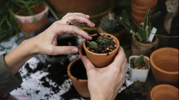 Trei moduri în care-ți DISTRUGI plantele din ghiveci fără să-ți dai seama