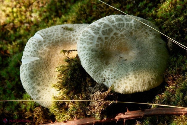 O reţetă antică rusească face FURORI. Iată ce boli tratează