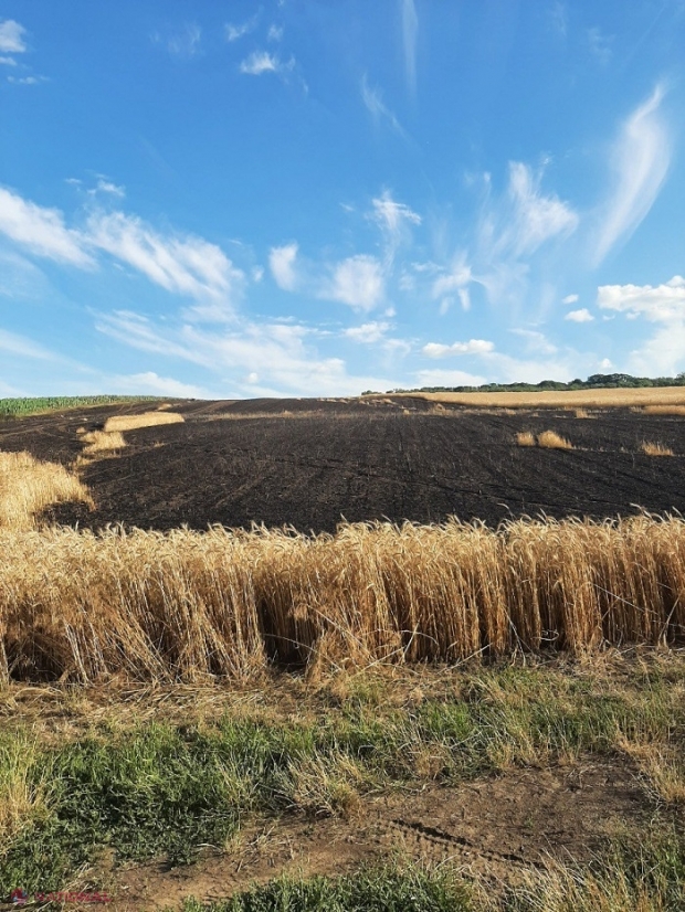 INCENDIU // ZECI de hectare cu grâu și orz, nimicite în raionul Anenii Noi: Lupta cu flăcările a durat peste cinci ore