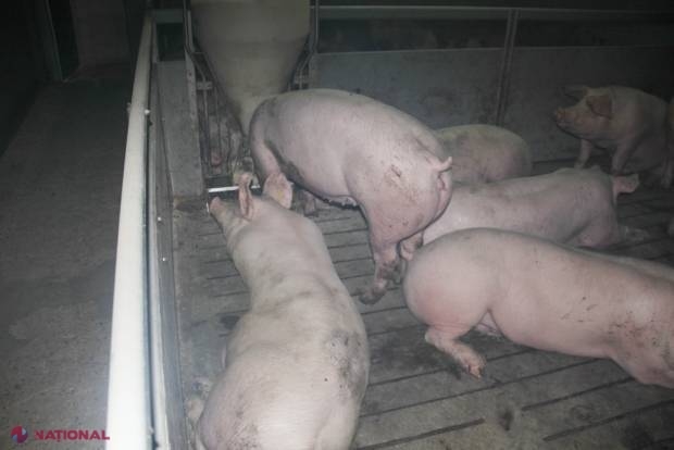 Un nou FOCAR de pestă porcină în R. Moldova: Localitatea asigura un oraș întreg cu carne! 