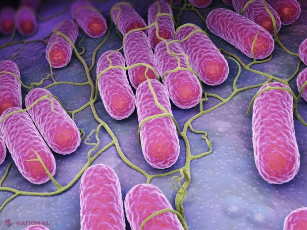 ANALIZE // Salmonella la nuntașii care s-au intoxicat într-un local din Chișinău