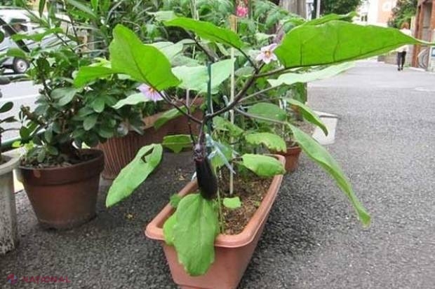 Legume care pot fi cultivate în ghiveci. Sfaturi și trucuri utile