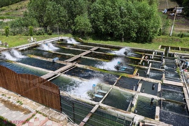 Singura PĂSTRĂVĂRIE din R. Moldova este în nordul R. Moldova: În șapte bazine sunt crescute anual până la 12 tone de pește. Antreprenorul, ajutat de stat să-și dezvolte afacerea