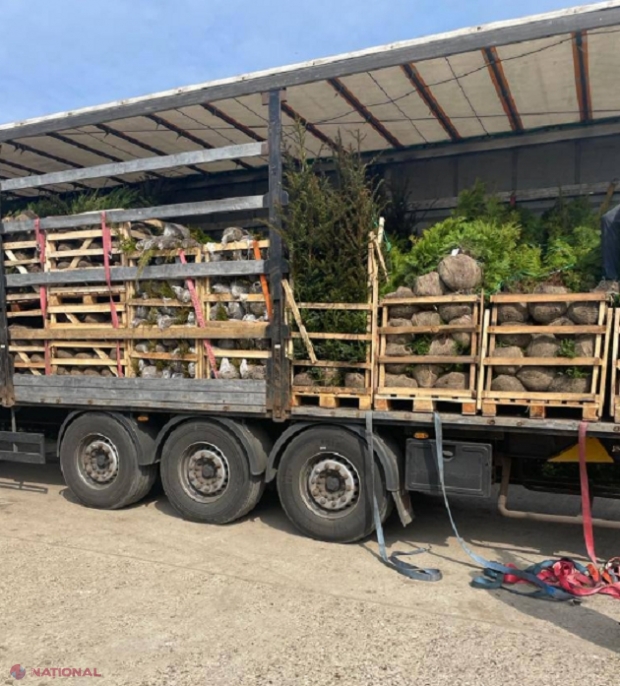 FOTO // Contrabandă cu ARBORI și PLANTE din Olanda: Mii de bucăți în valoare de mii de euro, introduse în R. Moldova fără a le declara la vamă