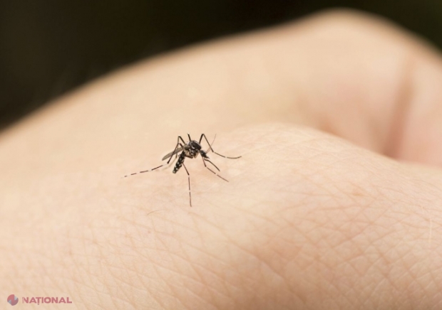 Caz de febră hemoragică provocată de virusul Dengue, o infecție transmisă de țânțari la om, înregistrat în R. Moldova, primul în ultimii doi ani