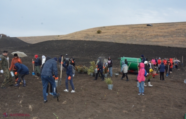 ÎMPĂDURIRE // Peste 1,3 milioane de puieți, în mod special de salcâm și stejar, plantate pe o suprafață de 275 ha, în weekendul trecut