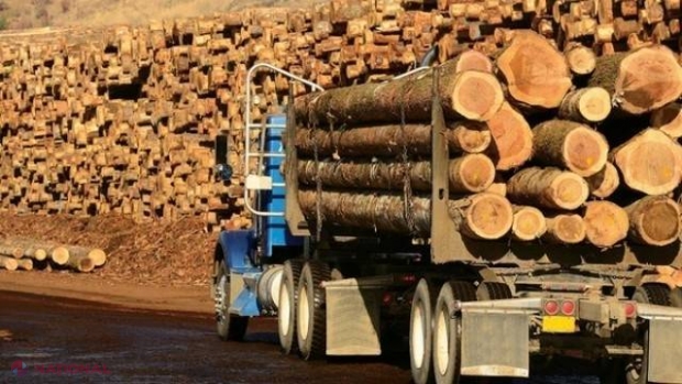 INIȚIATIVĂ // R. Moldova nu va mai EXPORTA lemn? 