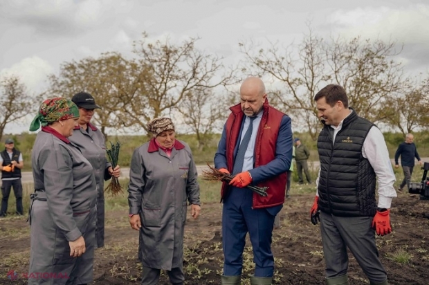 FOTO // Combinatul de vinuri „Cricova”, plantație nouă de viță-de-vie, pe circa 50 de hectare: Vicepremierul Vladimir Bolea a dat o mână de ajutor