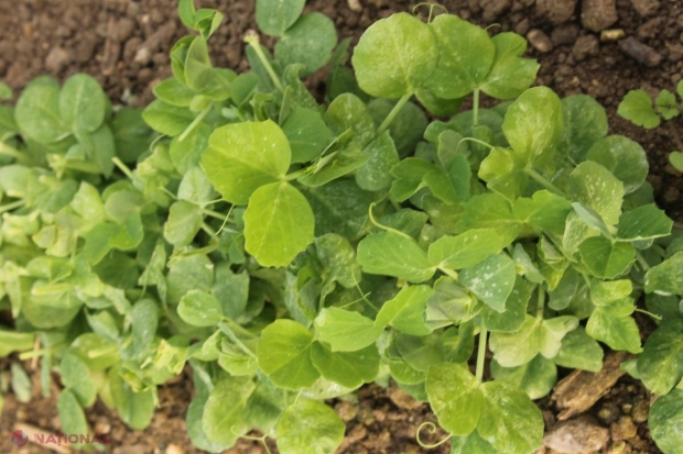 Rețeta Tamarei Șchiopu // Salată verde de iarnă