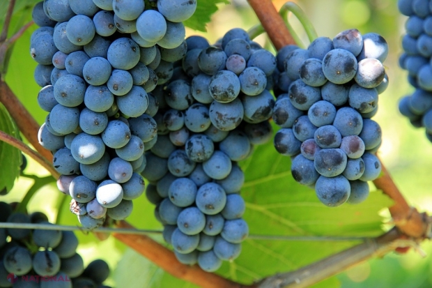 Guvernul, solicitat să prezinte SOLUȚII pentru ca țăranii să aibă posibilitatea să-și comercializeze STRUGURII și altă producție agricolă