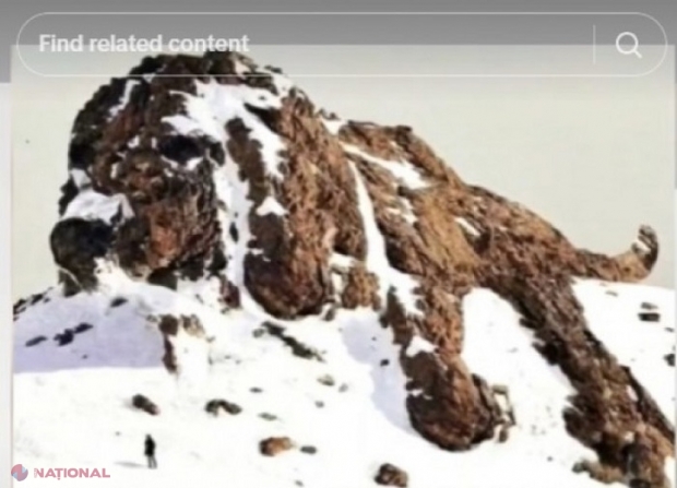 VIDEO // Ce vezi în imagine, un câine sau o girafă? O iluzie optică a stârnit vâlvă pe rețelele sociale