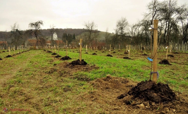 Cand se pune ingrasamant in gradina