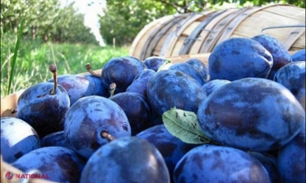 Recolta de PRUNE din R. Moldova și-a revenit: Peste 80% din cele 85 000 de tone urmează a fi exportate, cele mai multe - pe piața UE