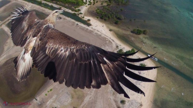 Motivul „concedierii” din poliția olandeză a vulturilor dresați să prindă drone