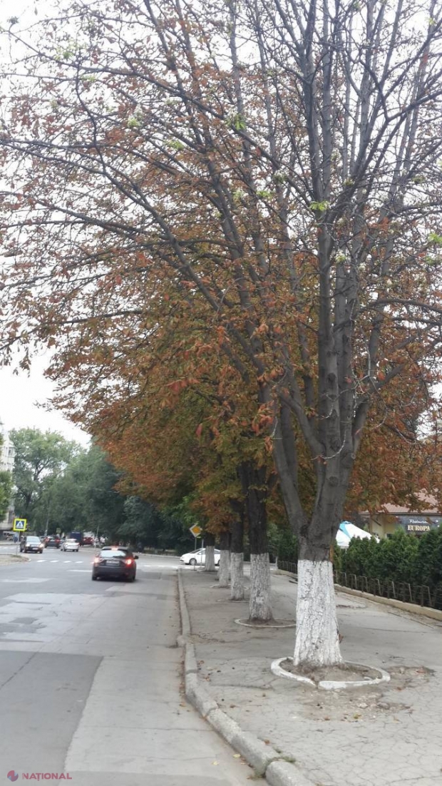 FOTO // Au înnebunit… CASTANII. Au înflorit la Chișinău în plină toamnă
