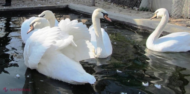 INEDIT// Moldoveanul care crește lebede la Brăviceni
