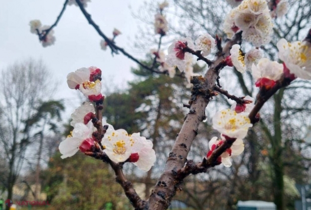 Soluții antiîngheț pentru pomii fructiferi. informații utile despre protejarea pomilor înfloriți