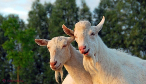 ZOOTEHNIE // Granturi de până la un milion de dolari pentru crescătorii de ovine și caprine: Ce trebuie să facă fermierii din R. Moldova