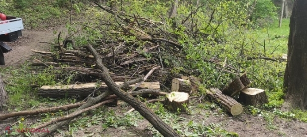 Consilierii municipali ai PAS demontează o MINCIUNĂ a primarului Ceban: Cui aparține terenul din pacul Valea Morilor în care au fost tăiați mai mulți copaci