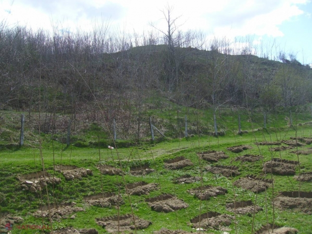 Pădurile Moldovei se vor EXTINDE. „Moldsilva” va planta în această toamnă MILIOANE de puieți
