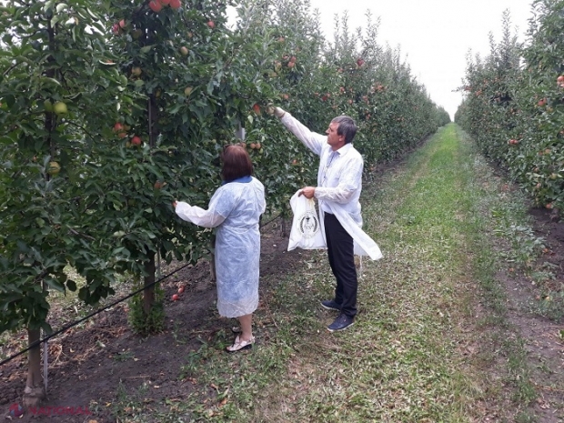 Inspectorii ANSA au dat iama în livezile cu mere din R. Moldova: Ce caută?