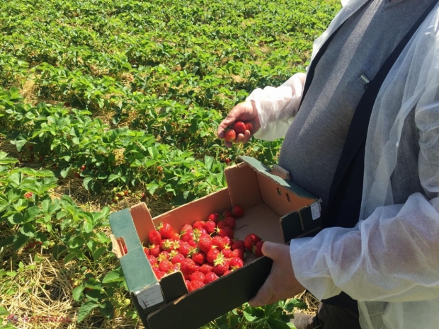 Putem consuma fără grijă căpșunile autohtone din roada curentă? Angajații ANSA au descins pe plantațiile din cinci raioane și anunță VERDICTUL