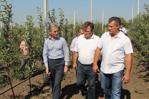 FOTO AȘTEPTĂRI // Roadă-RECORD la hectar în livada EUROPEANĂ de la Telenești