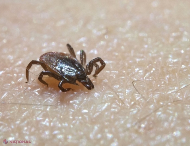 Mușcături de căpușă: Vaccin pe bază de ARNm, dezvoltat împotriva bacteriei care cauzează boala Lyme