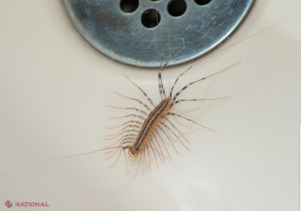 De ce nu ar trebui să omori această insectă dacă o vezi în casa sau grădina ta. Avertismentul specialiștilor