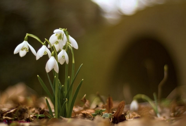 METEO // Maxime de până la plus 23 de grade Celsius în următoarea săptămână în R. Moldova