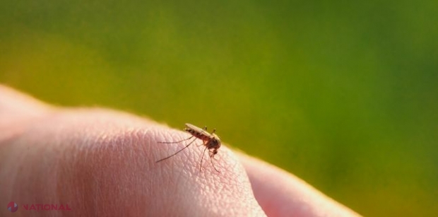 PRIMUL caz de îmbolnăvire cu virusul West Nile: Un bărbat de la Cahul ar fi fost pișcat de țânțari în România