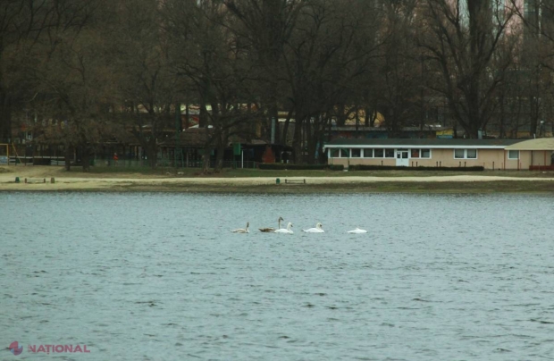 FOTO // Apariție SURPRIZĂ pe lacul Valea Morilor