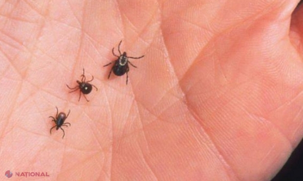 Aproape 150 de persoane din R. Moldova au făcut boala Lyme după ce au fost mușcate de căpușe în anul 2022: Jumătate dintre cazuri au fost înregistrate în Chișinău