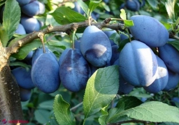 Rusia a respins un lot de prune din R. Moldova