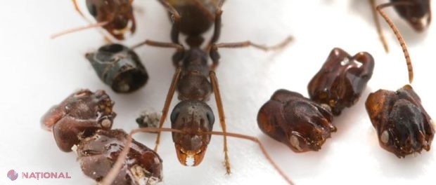 SUPRAVIEȚUIRE // Motivul pentru care aceste furnici își decorează mușuroiul cu capetele furnicilor dintr-o specie rivală