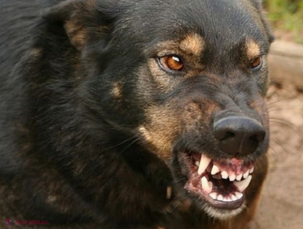 O localitate din R. Moldova, plasată în CARATINĂ pentru două luni: Cadavrul unui câine, INCINERAT 