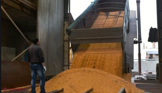 DOC // Cui aparține firma care vrea să EXPORTE 6 000 de tone de grâu moldovenesc în Israel: „Cineva provoacă scumpiri la pâine”