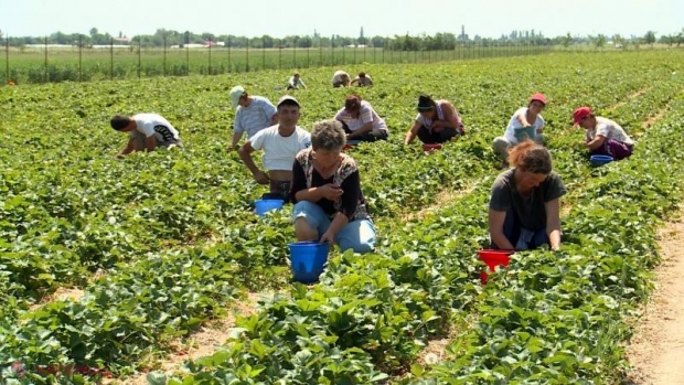 Treizeci și trei de migranți vor beneficia de 8,11 MILIOANE de lei pentru inițierea unor afaceri în R. Moldova. Cele mai multe, în domeniul agriculturii