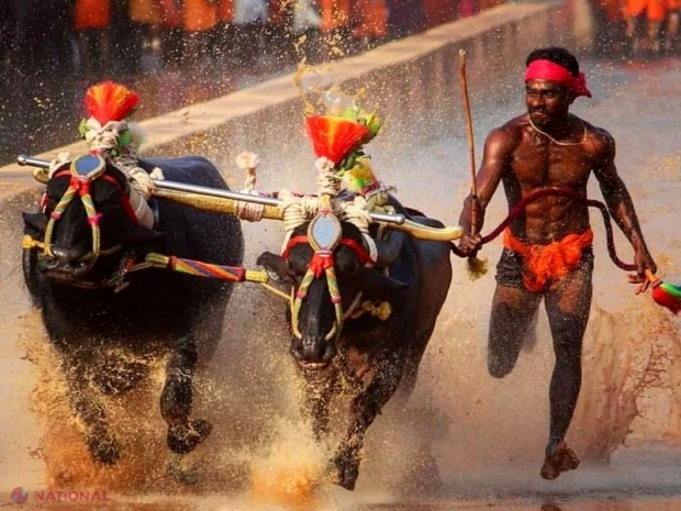 Un muncitor din India e mai rapid decât Usain Bolt! A bătut recordul atletului jamaican la sprint pe 100 metri, alergând cu doi bivoli