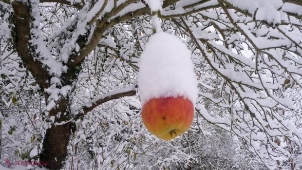 Bucuria primei zăpezi. Fotografia cu milioane de vizualizări într-o singură zi 