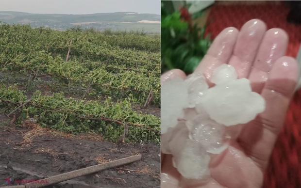 VIDEO // Furtuna de miercuri a provocat noi daune pe teritoriul R. Moldova: Grindină cât oul la Hâncești și o plantație de viță-de-vie distrusă în totalitate