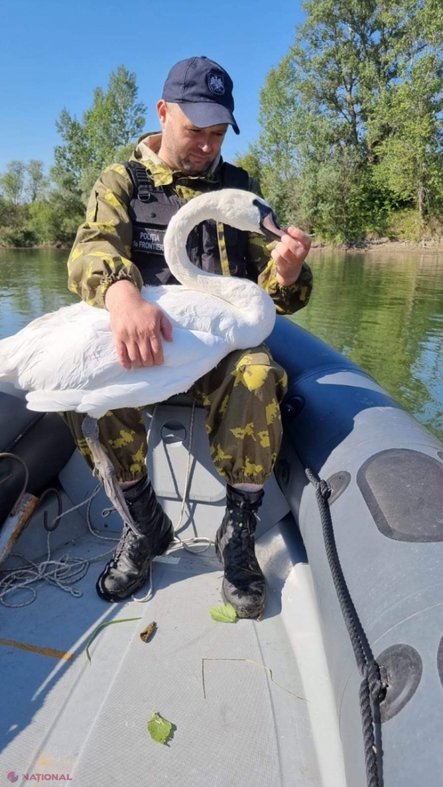Lebădă, salvată de polițiștii de frontieră: Era prinsă în plastic, pe râul Prut