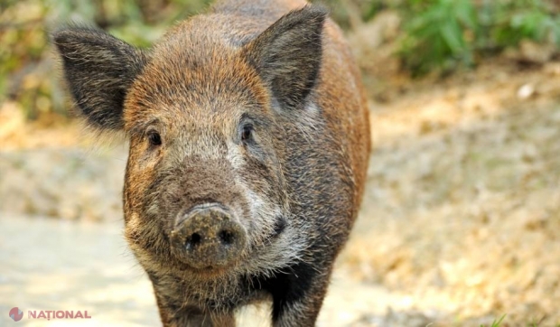 Un porc A FURAT 18 beri, s-a îmbătat şi a intrat în CONFLICT cu o vacă